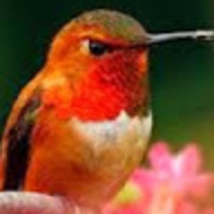 Meet your Posher, Carol